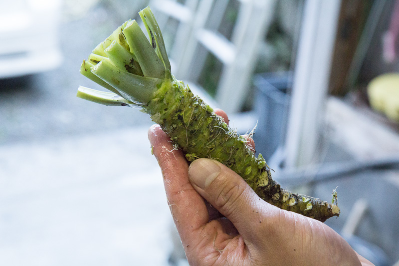 Wasabi taillé, pas encore rincé © Camille Oger