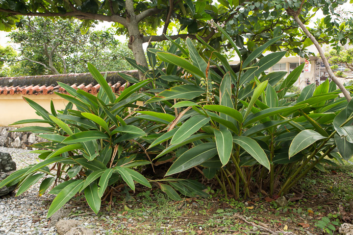 Gettō devant la bibliothèque d'Ishigaki-shi © Camille Oger