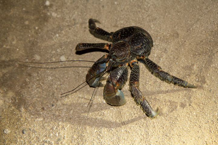 Individu de taille moyenne, île d'Ishigaki © Camille Oger