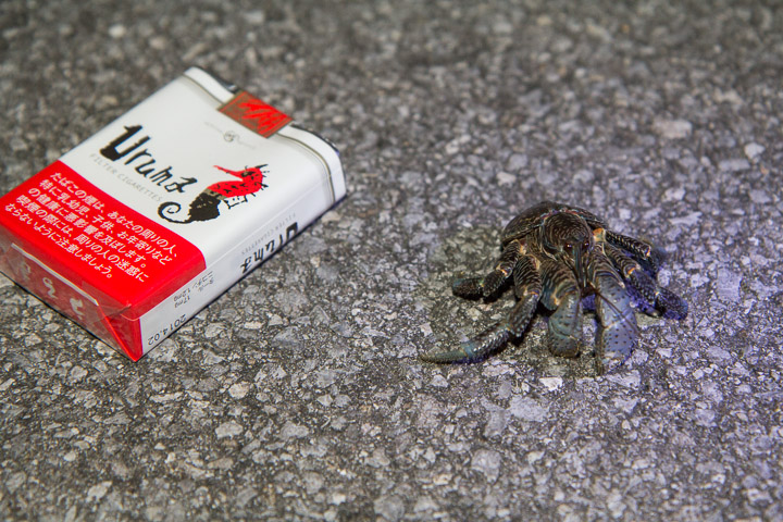 Le bébé crabe de cocotier de Masahiro © Camille Oger