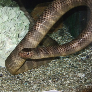 Laticauda semifasciata, serpent de mer d'Okinawa