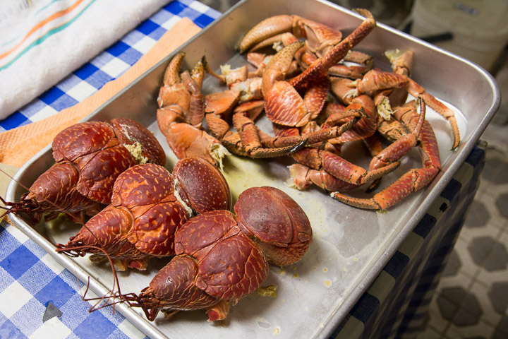 Abdomens d'un côté, pattes de l'autre © Camille Oger