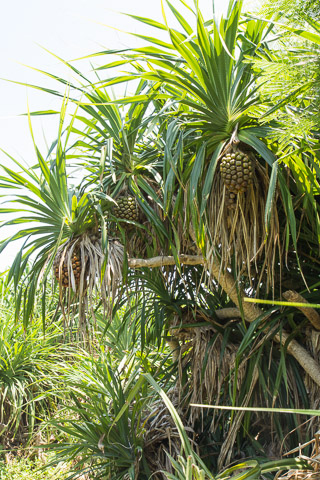 Fruits du Pandanus tectorius © Camille Oger Fruits du Pandanus tectorius © Camille Oger