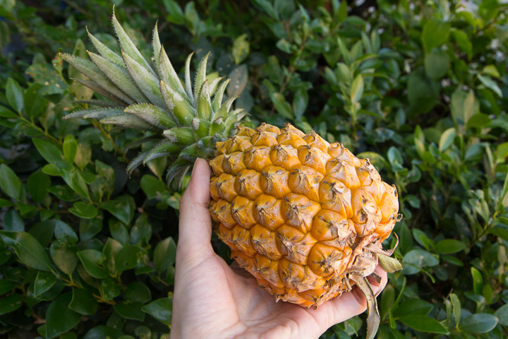 Snack Pine, Ishigaki © Camille Oger