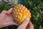 Snack pine, l'ananas japonais qui s'épluche tout seul © Camille Oger