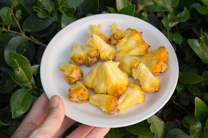 Fruits de l'ananas séparés © Camille Oger