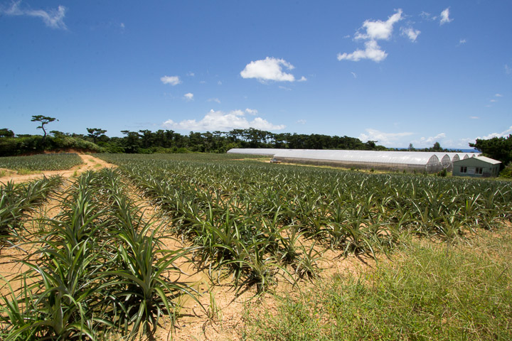 Plantation d'ananas, Iriomote © Camille Oger