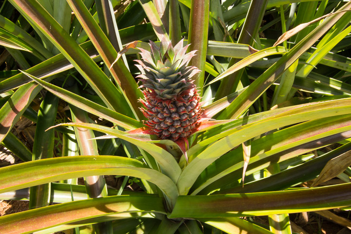 Ananas en fleurs © Camille Oger