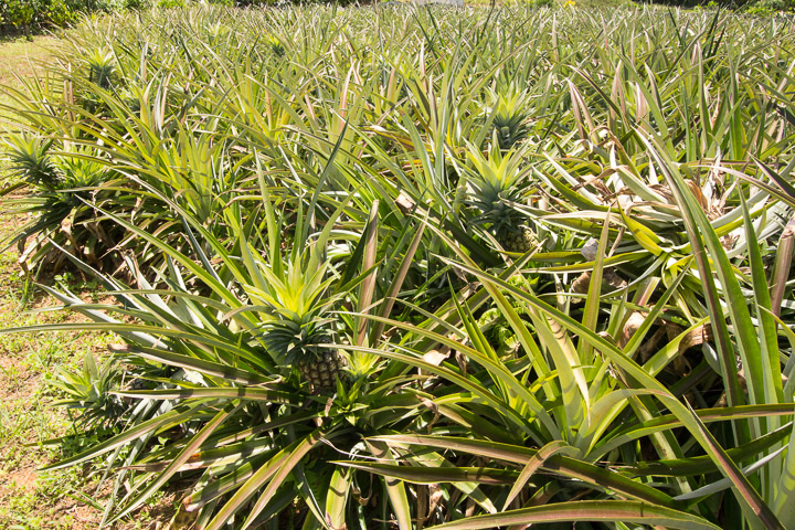 Plantation d'ananas, Iriomote © Camille Oger