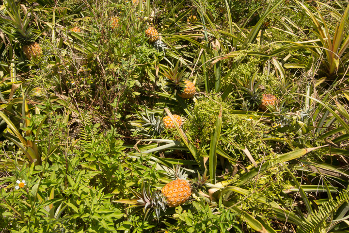 Plantation de Snack Pine (fort mal entretenue) © Camille Oger