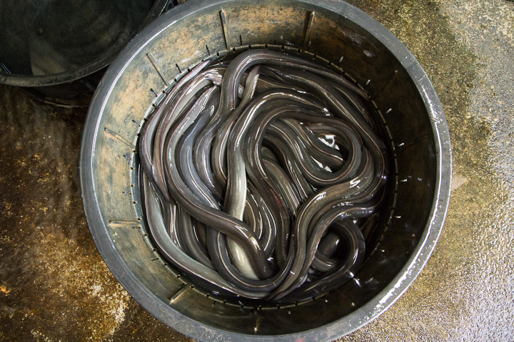 Anguilles japonaises s'agitant dans un seau à Hamanako © Camille Oger