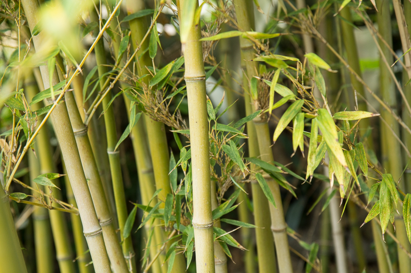 Les bambous de ma mère, très envahissants © Camille Oger
