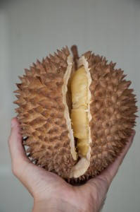 Durian mûr © Quentin Gaudillière