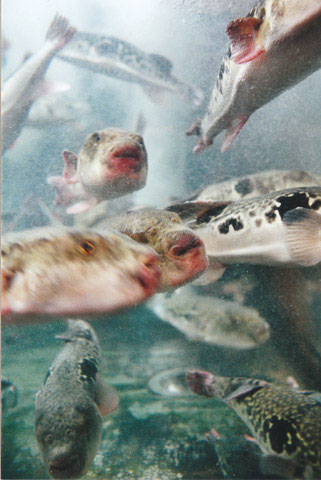 Takifugu rubripes dans l'aquarium d'un restaurant à Ueno, Tokyo © Camille Oger