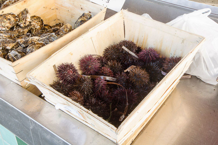 Oursins au stand de pêche locale de Golfe-Juan © Camille Oger