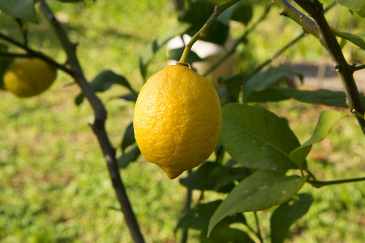 Citron Menton bio, cultivé dans mon jardin à Golfe-Juan © Camille Oger
