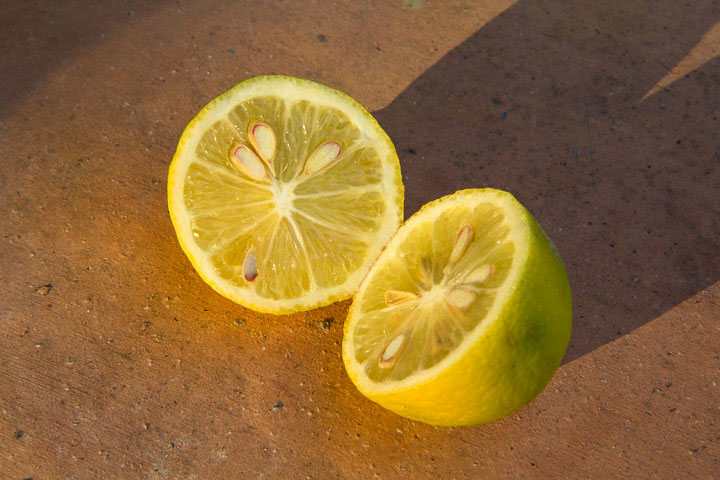 Citron Menton en coupe © Camille Oger