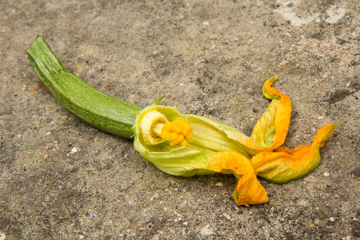 Fleur de courgette, coupe latérale © Camille Oger