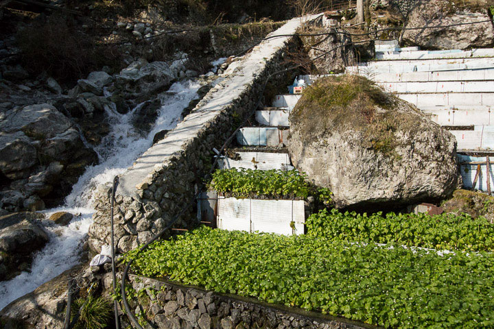 Wasabi cultivé en terrasses et torrent d'eau fraîche © Camille Oger