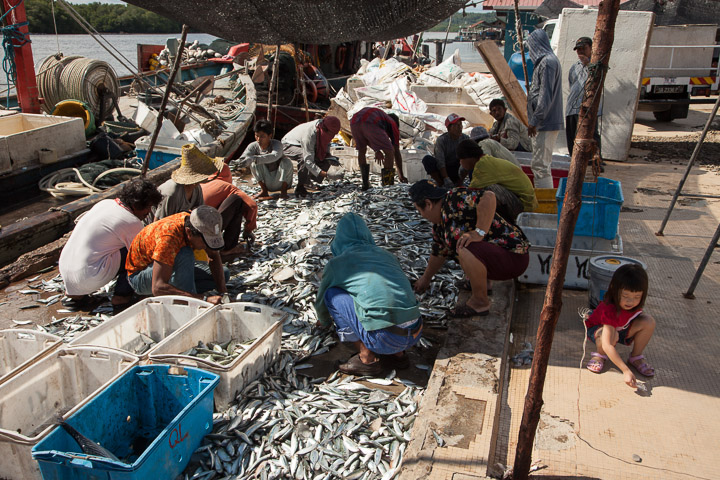 Tri des poissons à Kuala Penyu, Bornéo © Quentin Gaudillière