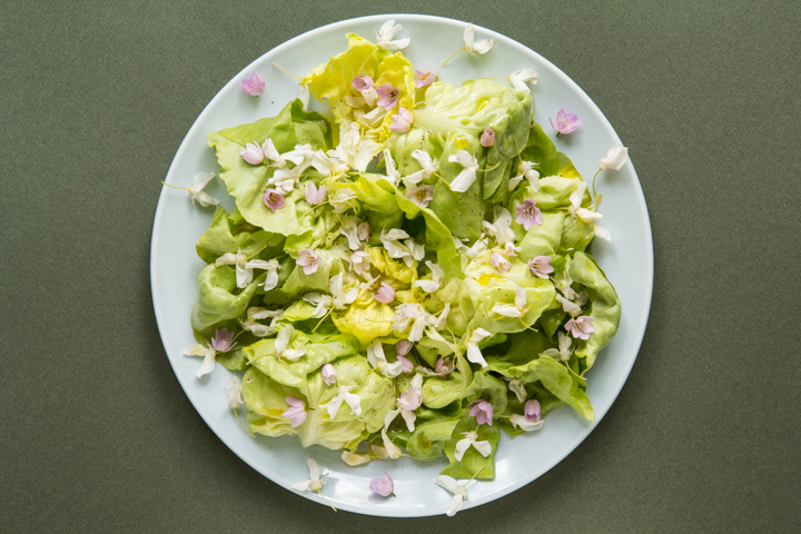 Mangez votre glycine, en salade ou en beignets - Le Manger