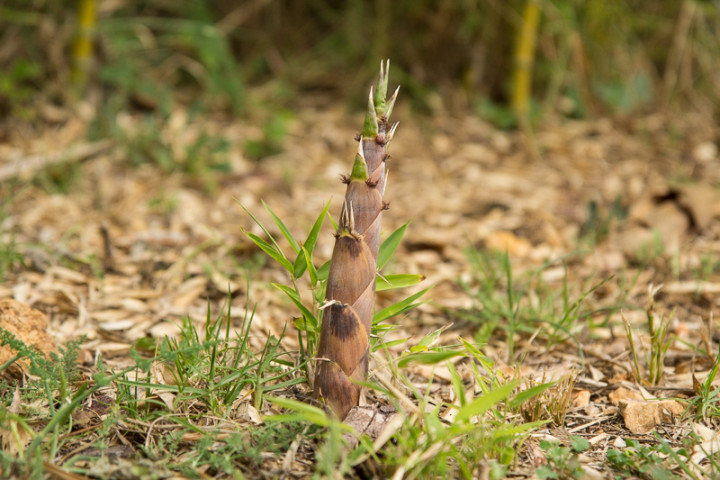 Pousse de bambou du jardin © Camille Oger